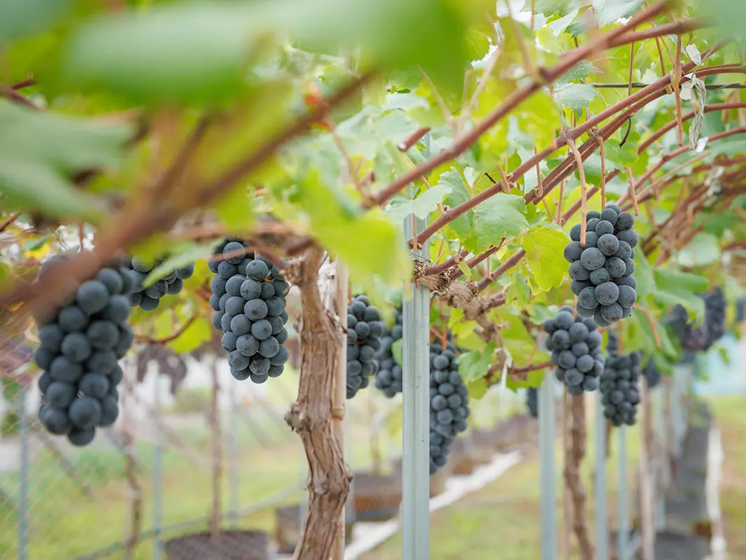 ぶどう栽培