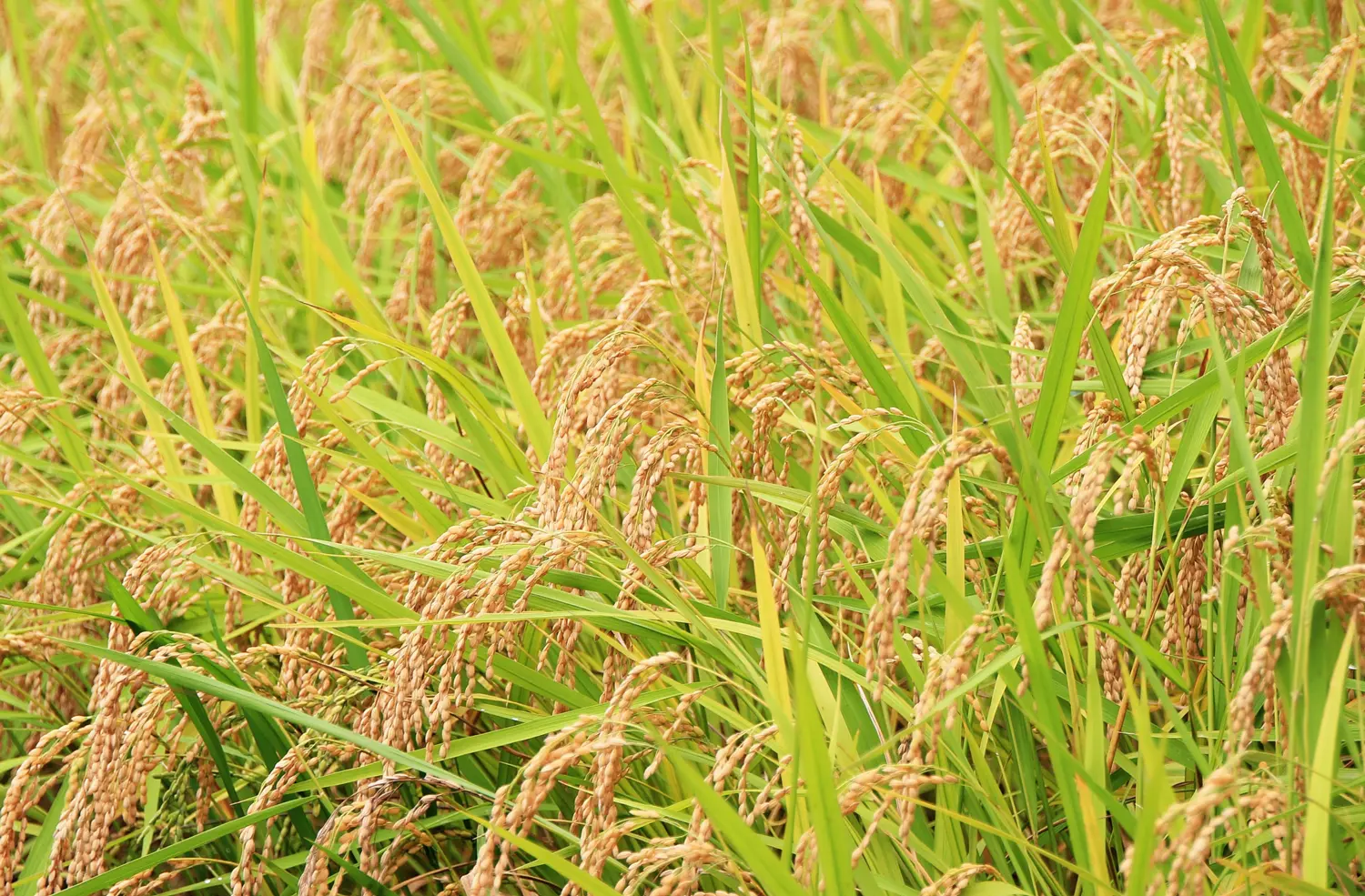 稲穂